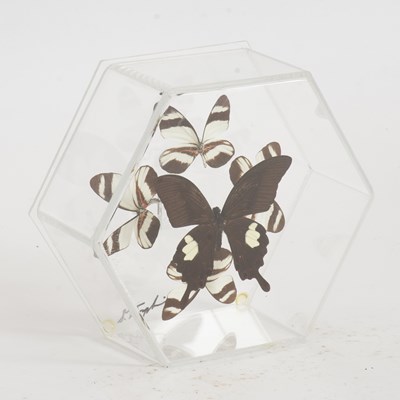 Lot 302 - Five Preserved Painted Butterflies