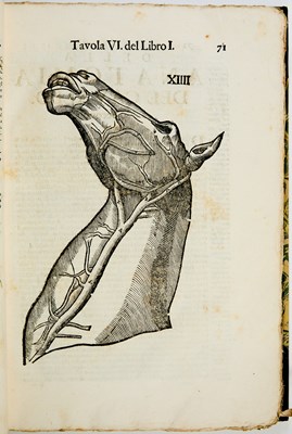 Lot 87 - An important anatomy of the horse