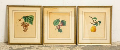 Lot 277 - Group of Three Fruit Studies