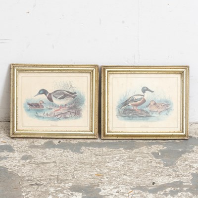 Lot 172 - Shoveller and Mallard