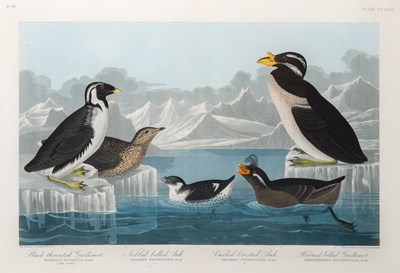 Lot 6 - After John James Audubon (1785-1851)