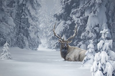 Lot 150 - Daniel (Dan) Smith