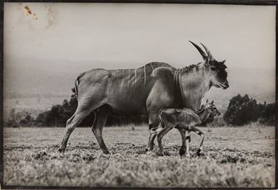 Lot 10 - Peter Beard's End of the Game, an inscribed copy with a drawing, and two Beard photographs