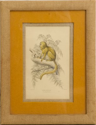 Lot 137 - Midas Rosalia