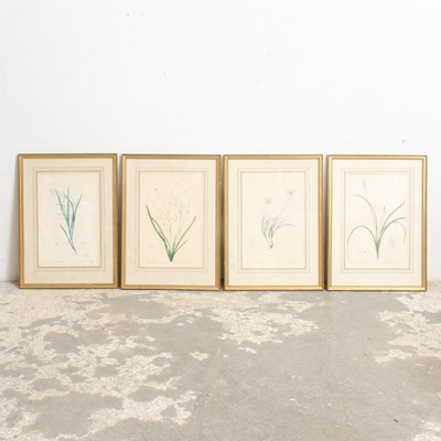 Lot 355 - Set of Four Framed Botanical Studies