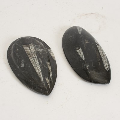 Lot 95 - Two Orthoceras Cephalopod Fossils