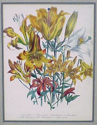 Lot 58A - Day & Haghe, lithographers [FLOWERS] Four hand-...
