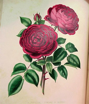 Lot 311 - CURTIS, HENRY The Beauties of the Rose...