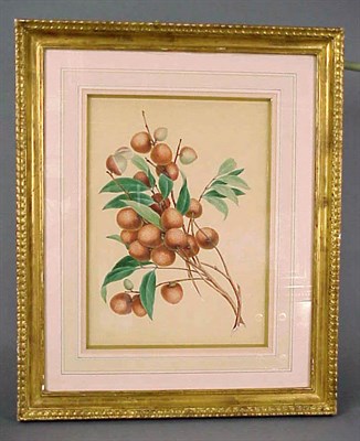 Lot 159 - Chinese Export Watercolor of Longgan Early...
