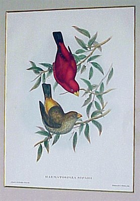 Lot 85 - After J. Gould & H.C. Richter [BIRDS] Four...