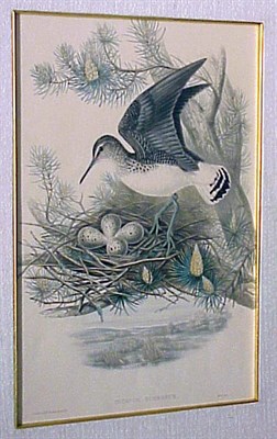 Lot 55A - J. Gould & H.C. Richter NUCIFRAGA...
