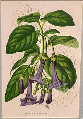 Lot 62 - Louis Van Houte [FLOWERS] Four color...