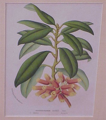 Lot 104 - Louis Van Houte [FLOWERS] Four hand-colored...