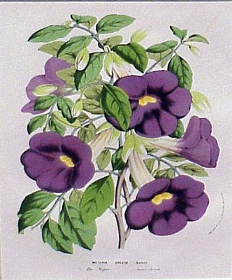 Lot 82 - Louis Van Houte [FLOWERS] Four hand-colored...