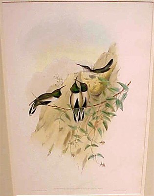 Lot 74 - J. Gould & H.C. Richter OREOTROCHILUS...