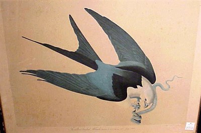 Lot 69 - After John James Audubon SWALLOW-TAILED HAWK...