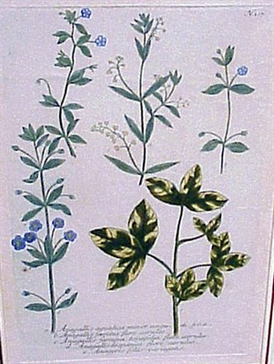 Lot 85 - German School 19th Century [FLOWERS] Four hand-...