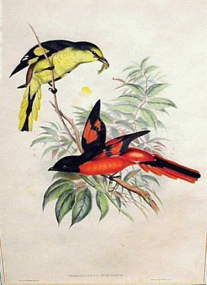 Lot 64 - J. Gould & H.C. Richter PICA BACTRIANA; PICA...