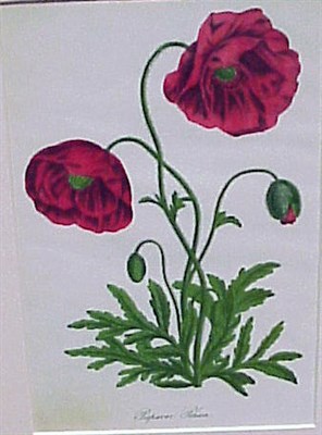 Lot 90 - Lewis & Brown [FLOWERS] Four hand-colored...