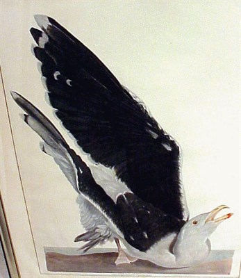 Lot 98 - After Carroll Tyson [BIRDS] Four color...