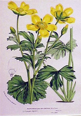 Lot 51 - Louis Van Houte [FLOWERS] Four color...