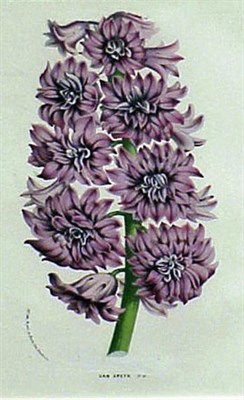 Lot 52 - Louis Van Houte [FLOWERS] Four color...