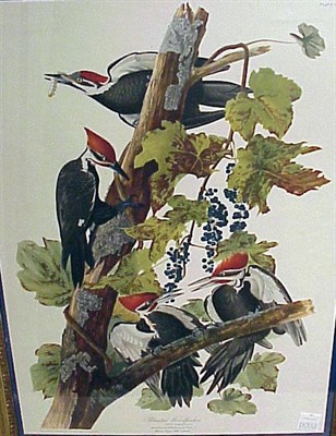 Lot 77 - After John James Audubon PILEATED WOODPECKER...
