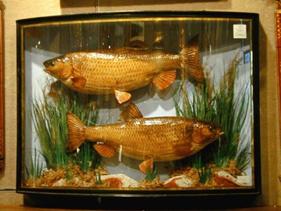Lot 182 - Victorian Fish Diorama