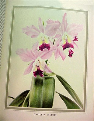 Lot 310 - CURTIS, CHARLES H. Orchids. Their Description...