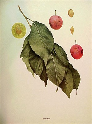 Lot 322 - HEDRICK, ULYSSES PRENTICE The Plums of New...