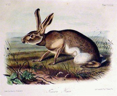 Lot 105 - After J.W. Audubon TEXAN HARE Hand-colored...