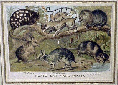 Lot 103 - Werner OPOSSUM JEUNE Color lithograph;...