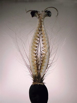 Lot 1287 - Christian Dior Lyre Bird Headdress French.,...