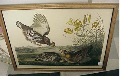 Lot 78 - After John James Audubon PINNATED GROUS Color...