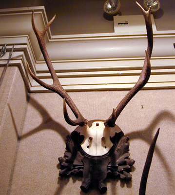Lot 541 - Pair of Mounted Antlers