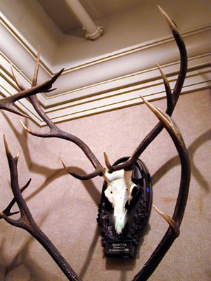 Lot 545 - Pair of Mounted Deer Antlers