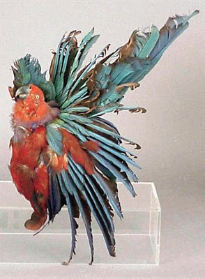 Lot 1306 - Parrot-Form Feather Muff 1977