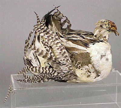 Lot 1304 - Mallard Duck Form Feather Muff 1977