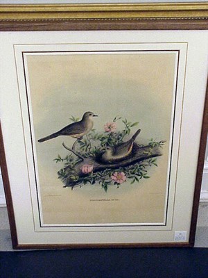 Lot 95 - After Daniel Giraud Elliot SCARDAFELLA INCA...