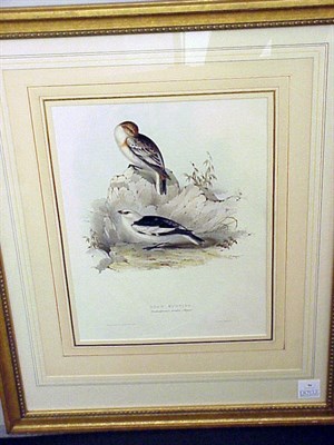 Lot 96 - J. & E. Gould SNOW BUNTING Hand-colored...