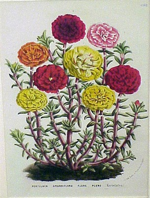Lot 102 - Louis Van Houte [FLOWERS] Four color...