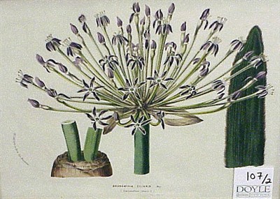 Lot 107 - Louis Van Houte [FLOWERS] Two color...