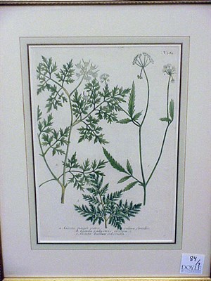 Lot 84 - After Johann Weinmann [FLOWERS] Four color...
