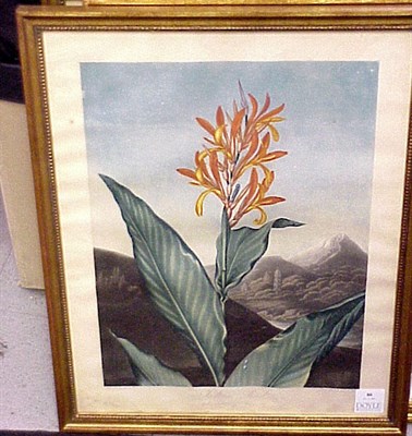 Lot 80 - Dr. Robert John Thornton, publisher INDIAN...