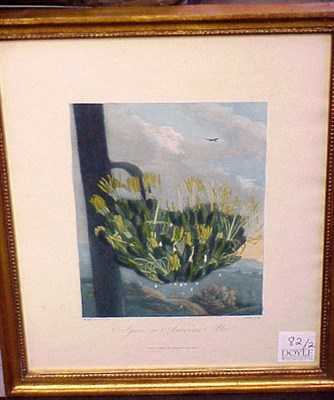 Lot 82 - Dr. Robert John Thornton, publisher AGAVE, OR...