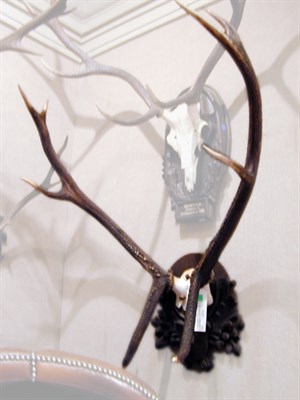 Lot 544 - Pair of Mounted Antlers