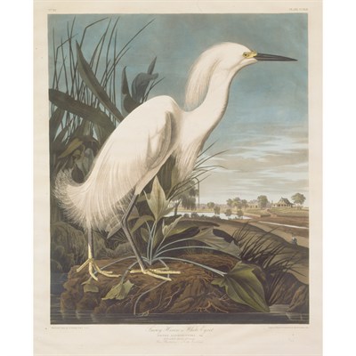Lot 89 - After John James Audubon SNOWY HERON, OR WHITE...