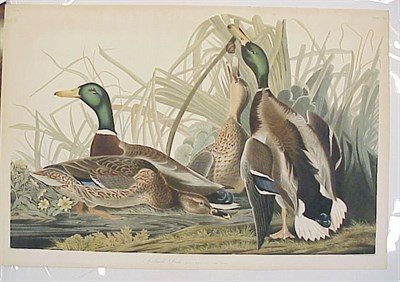 Lot 86 - After John James Audubon MALLARD DUCK...