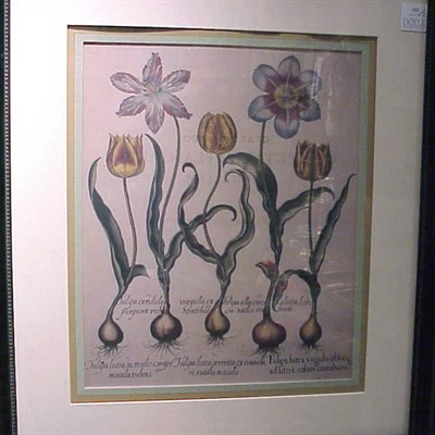 Lot 152 - After Basilius Besler [TULIPS] Two color...
