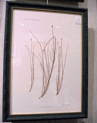 Lot 99 - Constantin von Ettinghausen and Alois Pokorny...